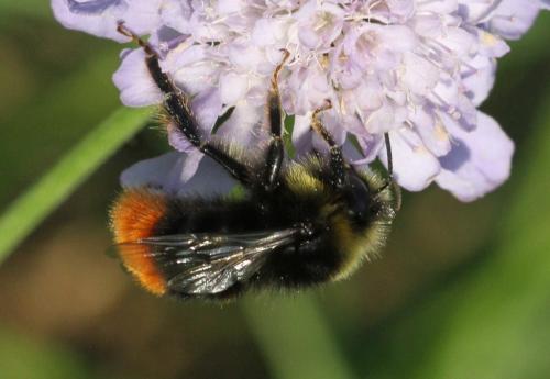 Réf. 297 182 : Bombus lapidarius